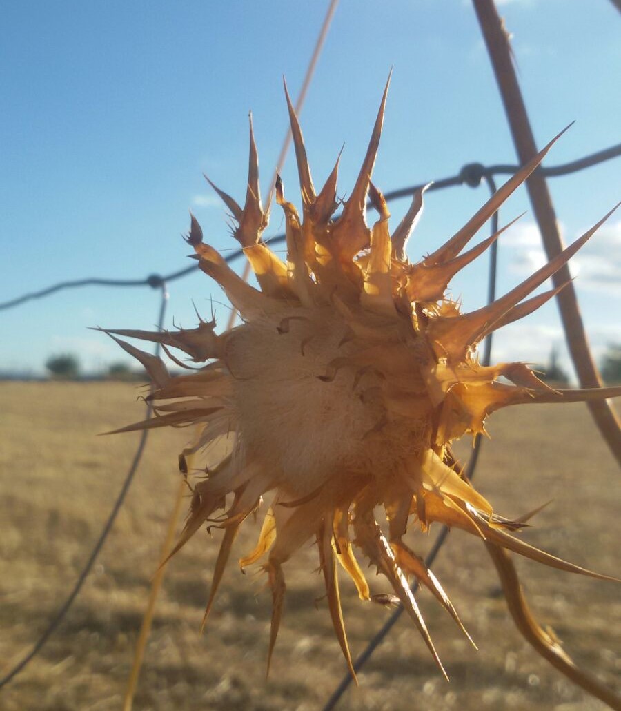 Flor del cardo